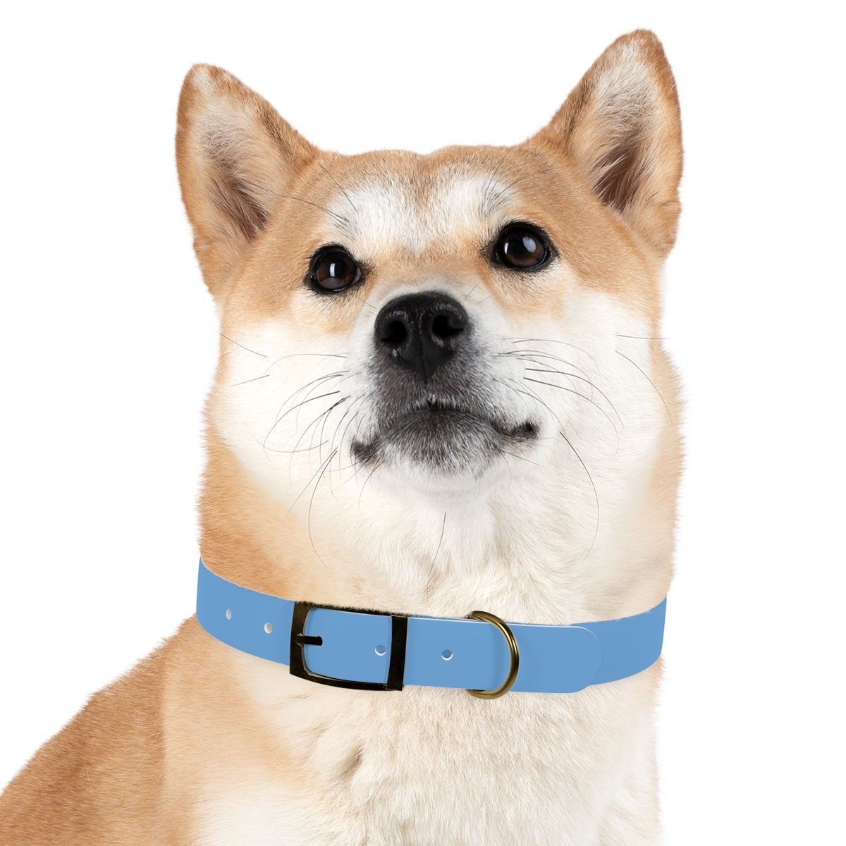 Woofs n' Giggles Dog Collar - Sky Blue