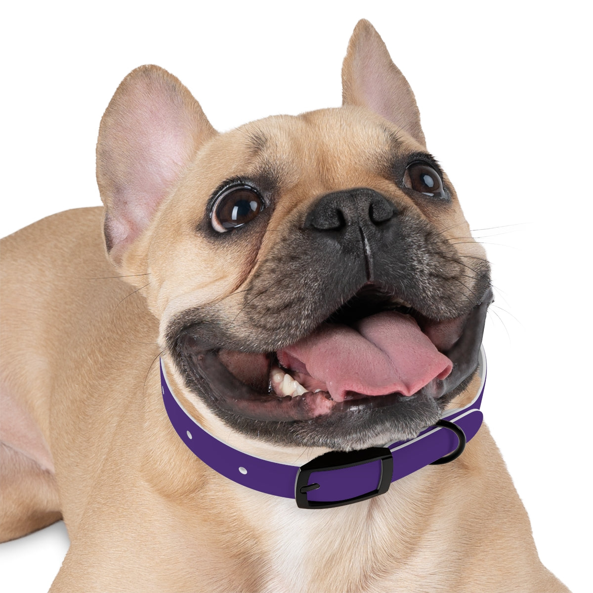 Woofs n' Giggles Dog Collar - Purple