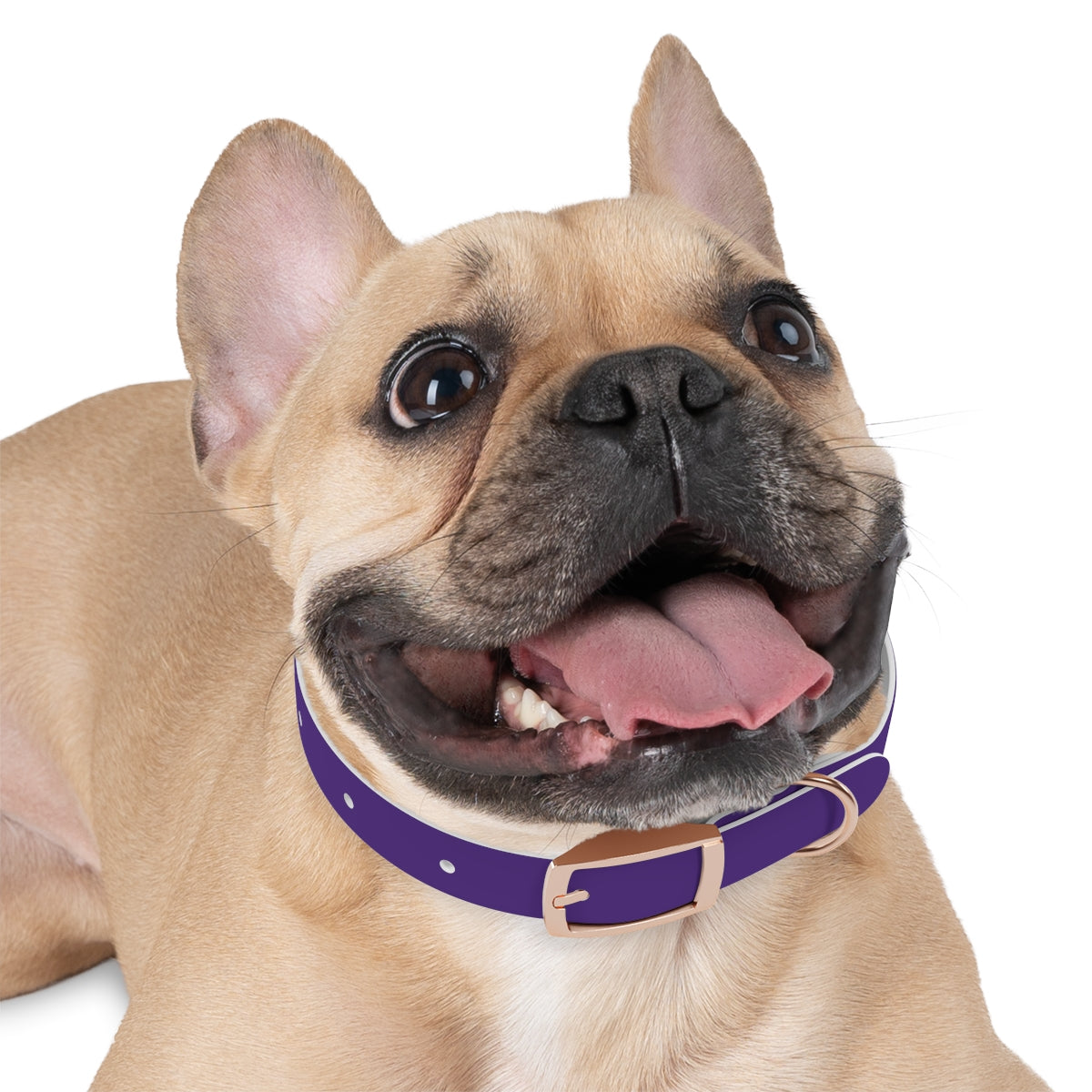 Woofs n' Giggles Dog Collar - Purple