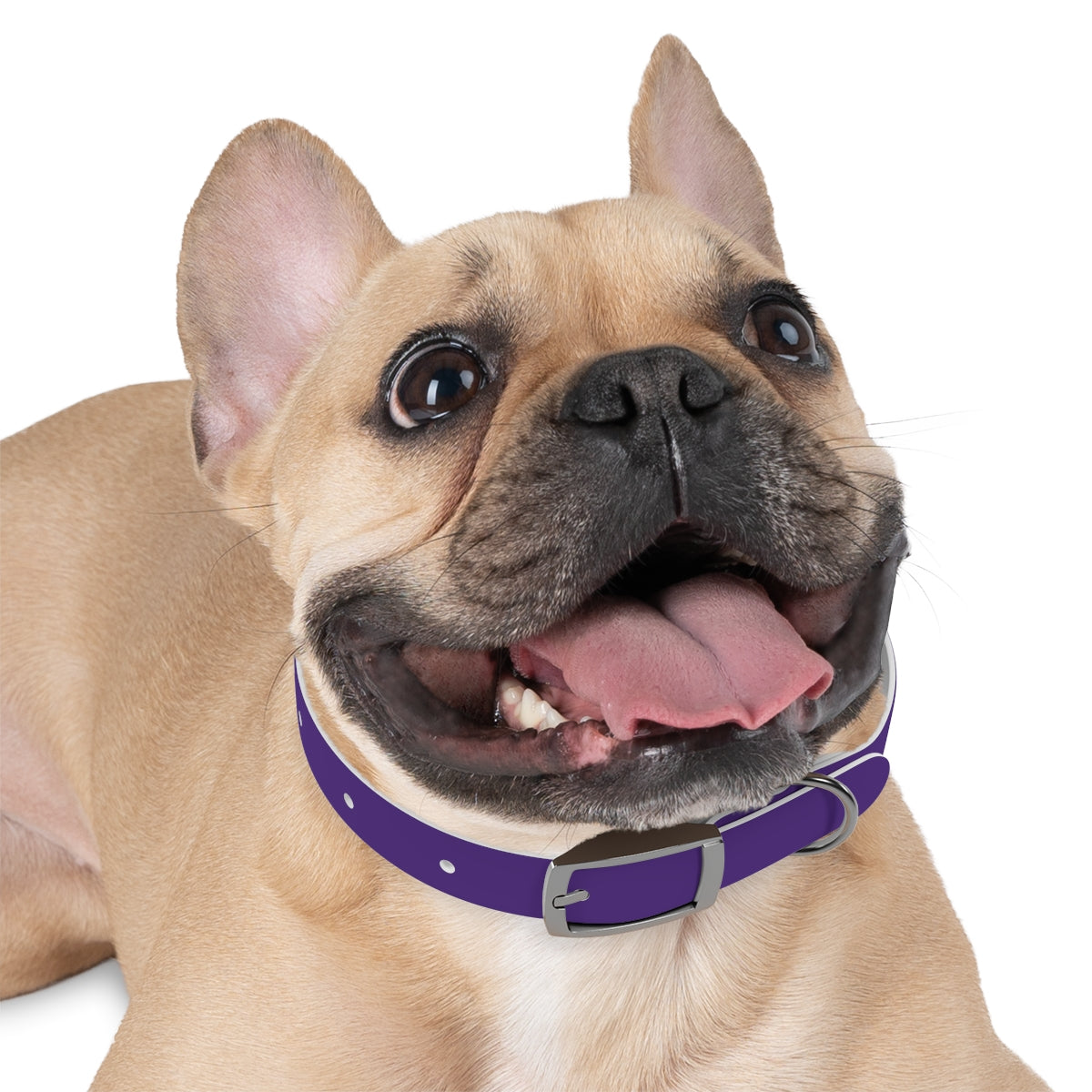 Woofs n' Giggles Dog Collar - Purple